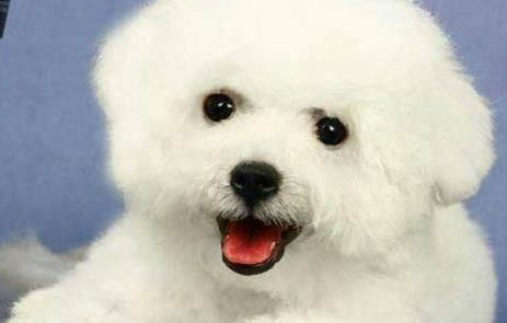 狗狗大便有哪些危害？