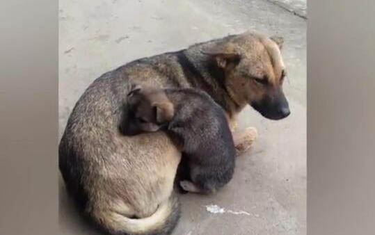 狗狗得細小的癥狀有哪些呢