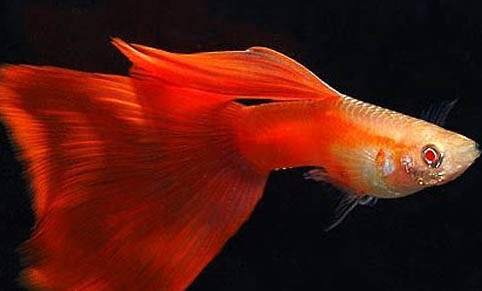 銀龍魚可以喂鸚鵡魚嗎