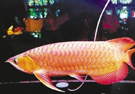 龍魚對水有什么要求？