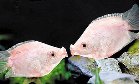 自來水怎么處理才能養(yǎng)魚