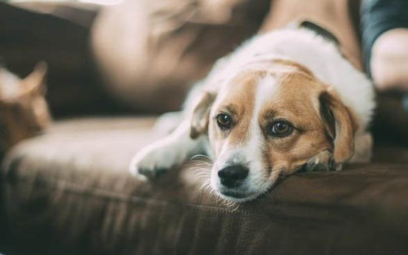 狗狗可以吃秋葵嗎