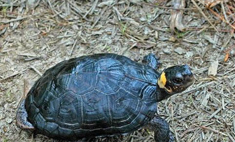 鳳尾魚都有什么顏色