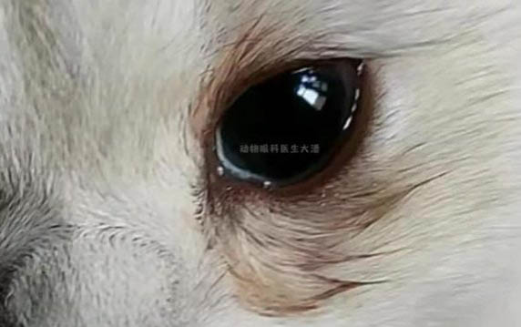 小貓張嘴呼吸是什么原因