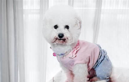 比熊犬舍哪里有