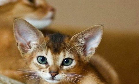 阿比西尼亞貓好養嗎?