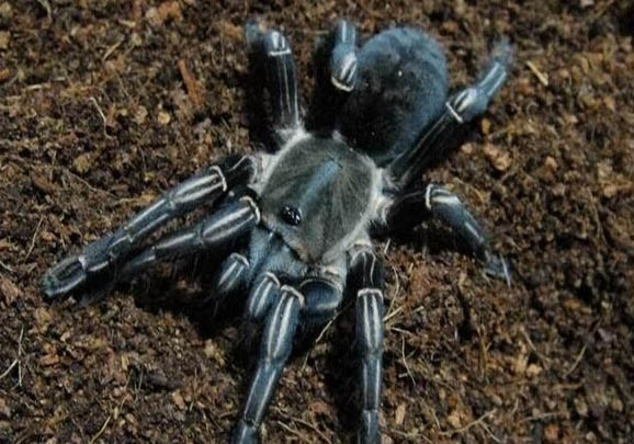 斑馬狗頭魚(yú)能活多久