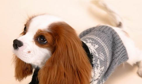 怎么改善狗狗口臭