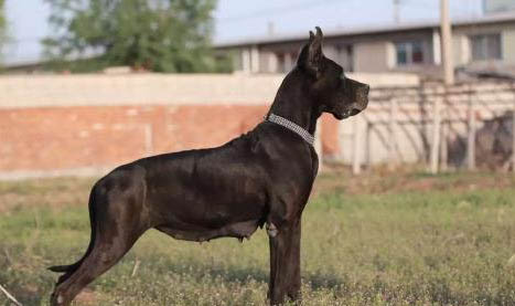 大丹犬訓(xùn)練項目