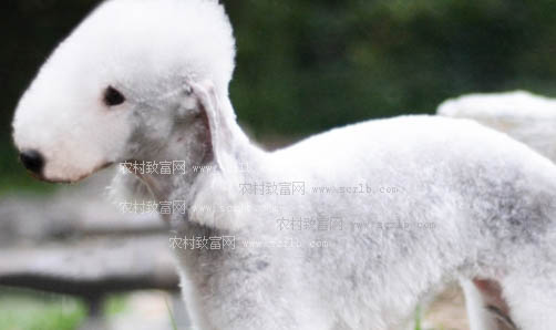 為什么很少人養(yǎng)貝靈頓梗