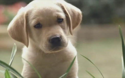 關(guān)于狗狗的免疫健康知識(shí)