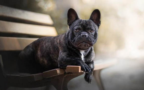 怎么分辨犬的叫聲