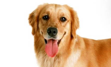 狗狗打完狂犬疫苗都有哪些反應