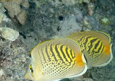 蝴蝶犬的優缺點主要有哪些