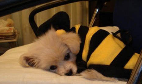 狗狗在哪可以領養(yǎng)