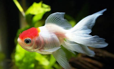 什么大型觀賞魚最好養