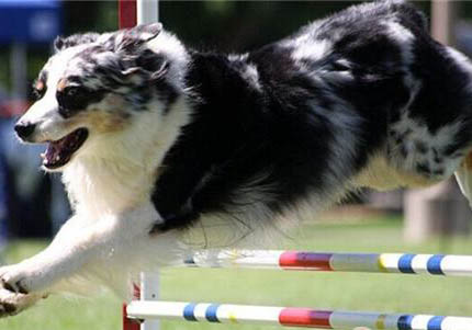 澳大利亞牧羊犬為什么會打嗝