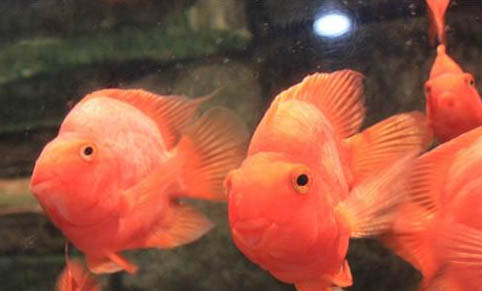 觀賞魚對水質有什么要求