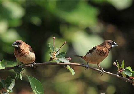 灰文鳥和白文鳥能繁殖嗎