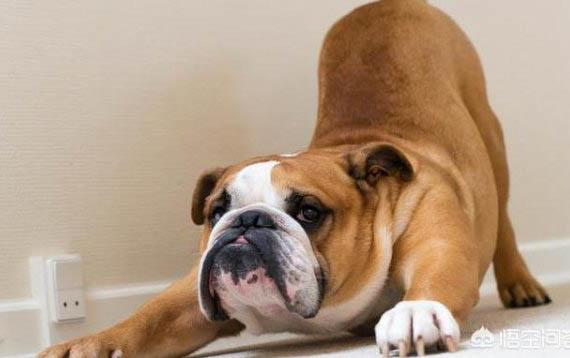 法國斗牛犬怎么訓(xùn)練大小便