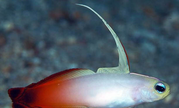 熱帶魚生小魚前有什么征兆啊