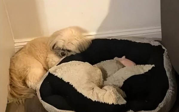 狗狗咳嗽不吃藥自己會好嗎