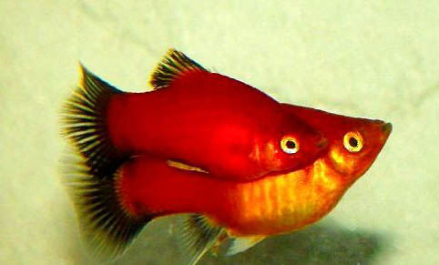 魚塘釣魚用什么魚餌