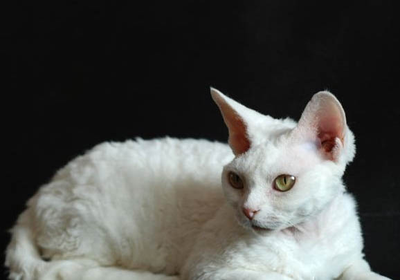 懷孕東方貓咳嗽吃什么藥