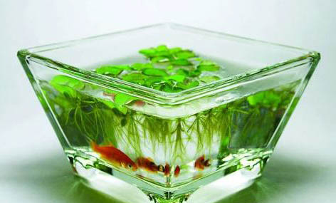 陶瓷魚缸古法養(yǎng)魚