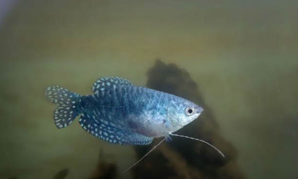 養(yǎng)銀龍魚冬天多久換一次水？