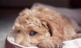 母犬下崽前多久下奶