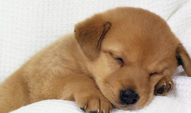 狗狗愛主人的表現有哪些呢?