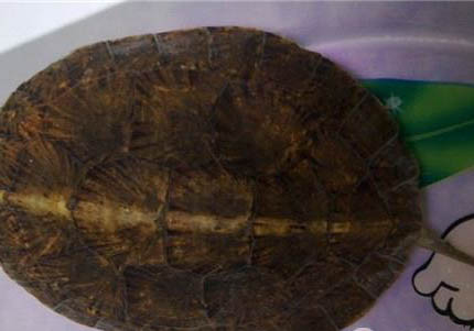 黃喉擬水龜能活多久