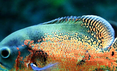 神仙魚呼吸急促的原因及處理