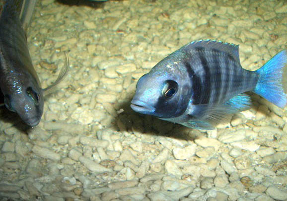 小魚缸適合養水草