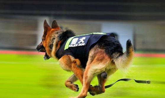 糯米是退役警犬嗎