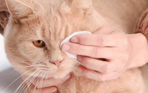 請(qǐng)問(wèn)貓咪嘔吐的原因及處理方法?
