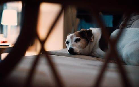 關于養狗的一些基礎知識