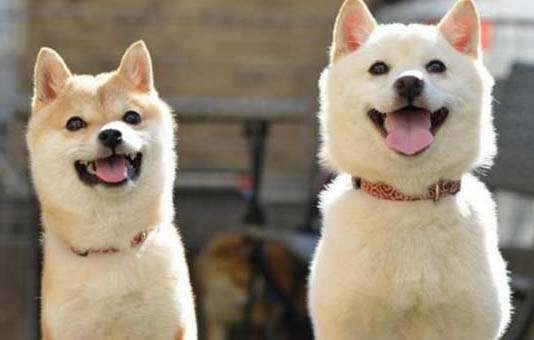狗狗身體顫抖的原因及解決辦法