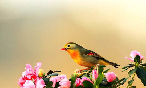 相思鳥如何區分雌雄