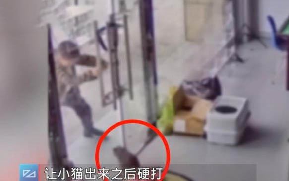 貓咪總喝水咋回事呢
