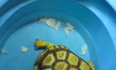 緬甸陸龜的品種簡介