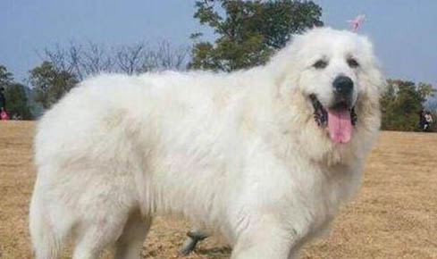 大白熊犬身體發抖是啥原因