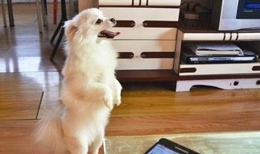 狗狗貧血癥狀和治療方法吃什么藥