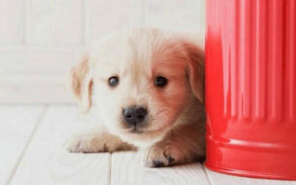 幼犬可以玩玩具嗎