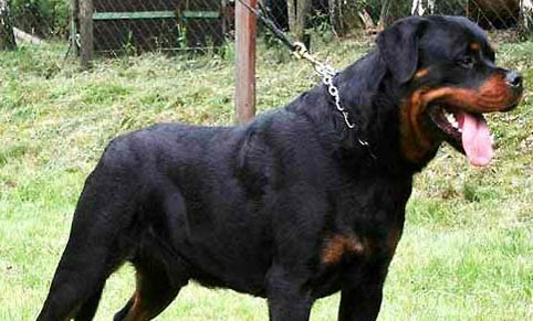 羅威納和德牧哪個厲害