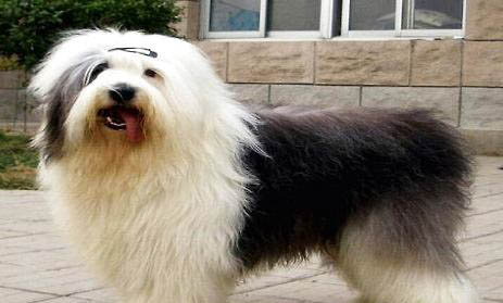 古牧犬智商排行榜第幾