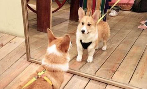 狗能不能吃韭菜