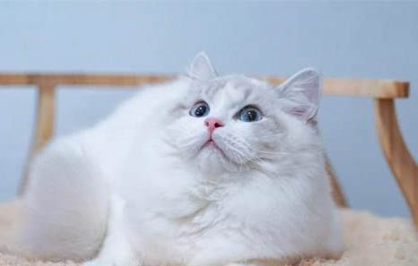 火焰龜為什么越大越便宜