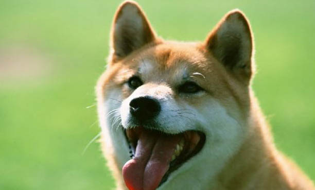 柴犬和哈士奇哪個貴